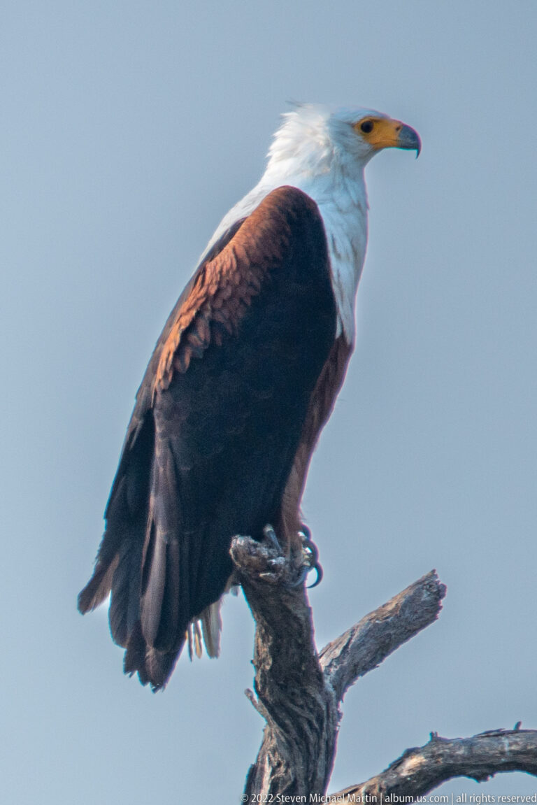 Close profile of an adult African fish eagle perched on a broken branch, showing white head and chestnut body.