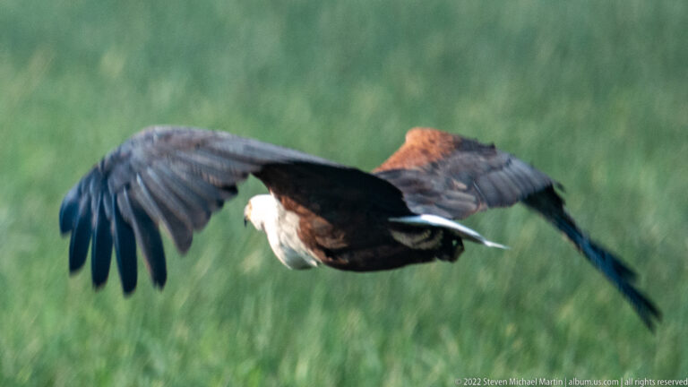 African fish eagle flying low over green vegetation with broad dark wings extended.