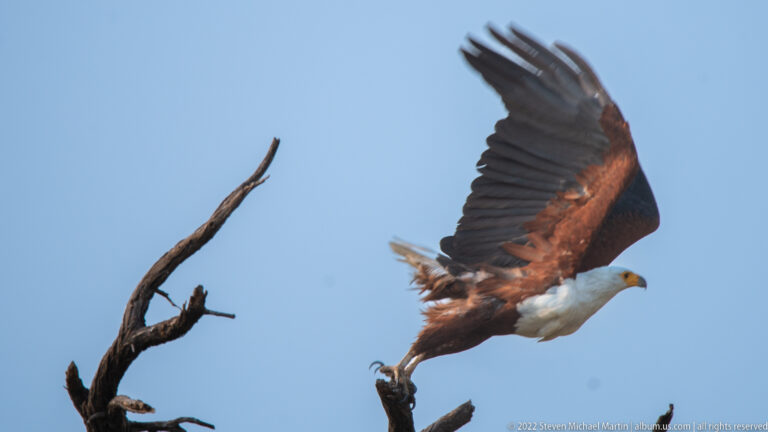 African fish eagle launching from a bare branch with wings raised high against blue sky.