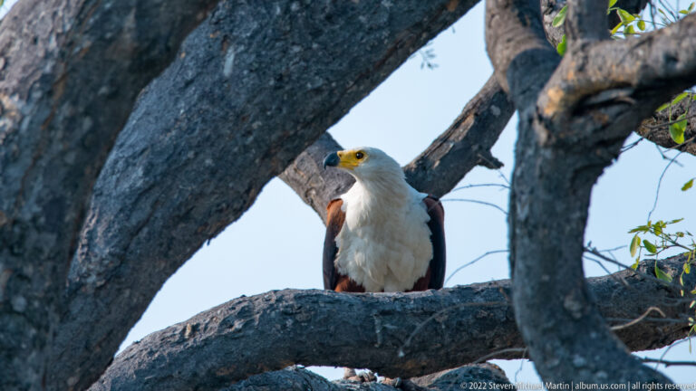 African fish eagle perched between thick tree trunks and branches, with its white head visible in partial shade.