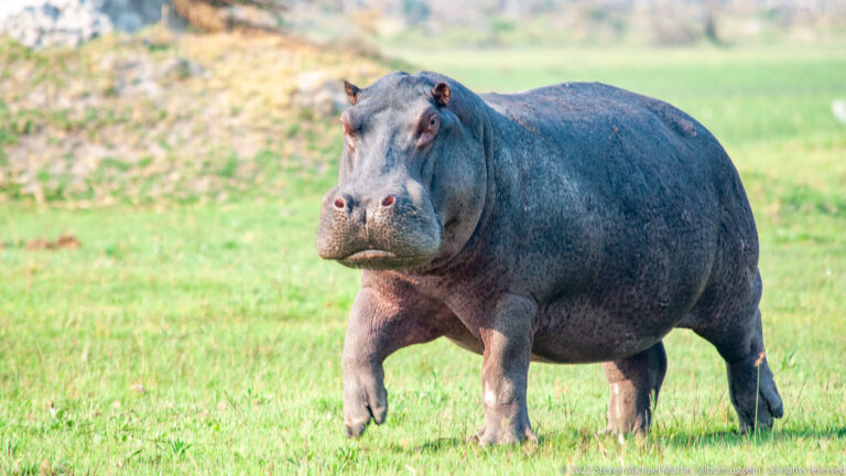Hippopotamus
