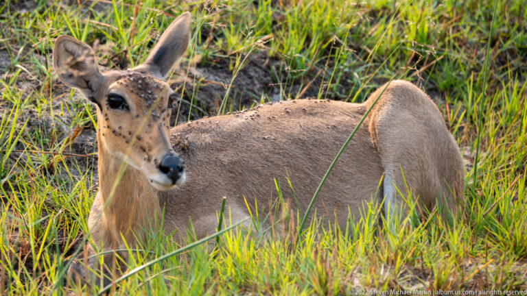 Hornless gray-brown female antelope resting in green grass, with large ears and numerous flies on her face.