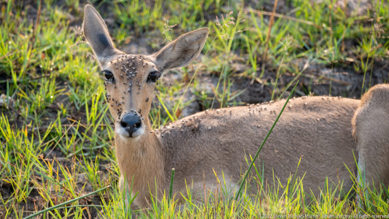 Front-facing hornless female antelope in grass, with broad ears, pale muzzle, and flies clustered across the forehead.