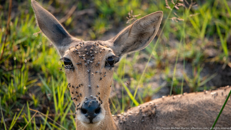 Close portrait of a hornless female antelope with upright ears and many flies across its forehead and face.