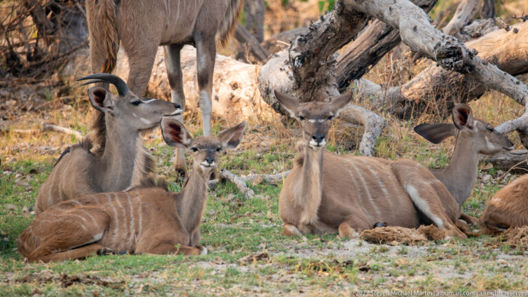 Male and female greater kudu resting together beneath fallen woodland branches, showing white flank stripes and large ears.