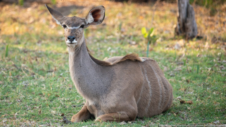 Female greater kudu resting on grass, facing the camera with large ears and white vertical stripes along her flank.