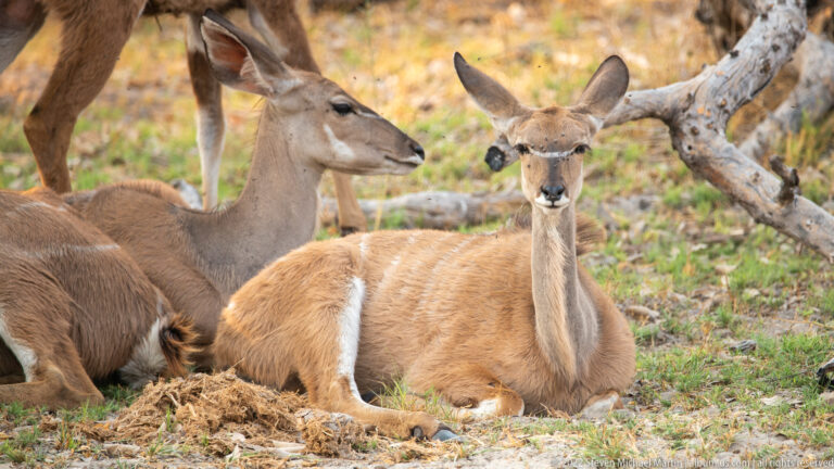 Front-facing female greater kudu lying on the ground among other resting kudu in woodland shade.