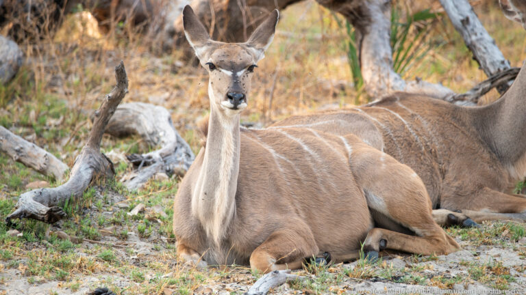 Female greater kudu reclining with neck upright and ears spread, another kudu resting behind her.