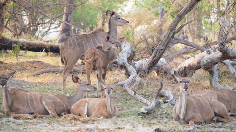 Several greater kudu resting beneath fallen trees while one female stands behind the group.
