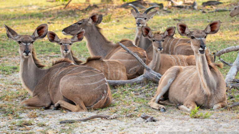 Cluster of greater kudu resting close together, several facing forward, with a horned male partly visible behind them.