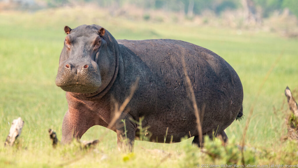 Large common hippopotamus standing on green floodplain grass and facing slightly toward the camera.