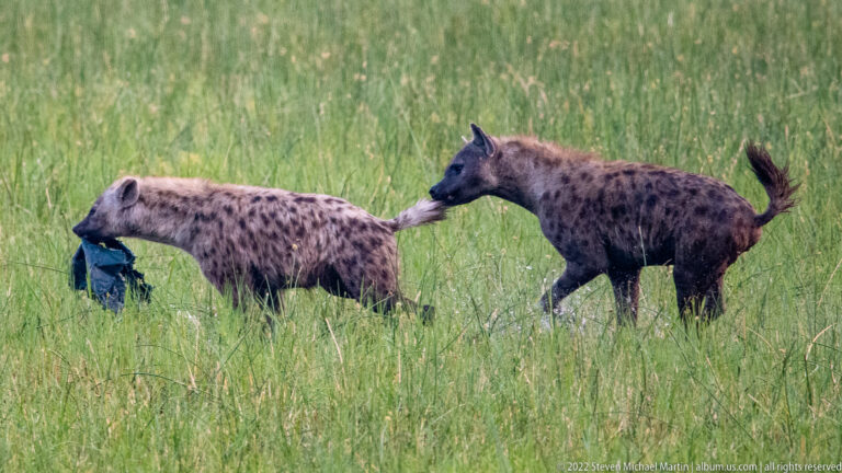 Two spotted hyenas in tall grass, one carrying a dark object while the other reaches toward it.
