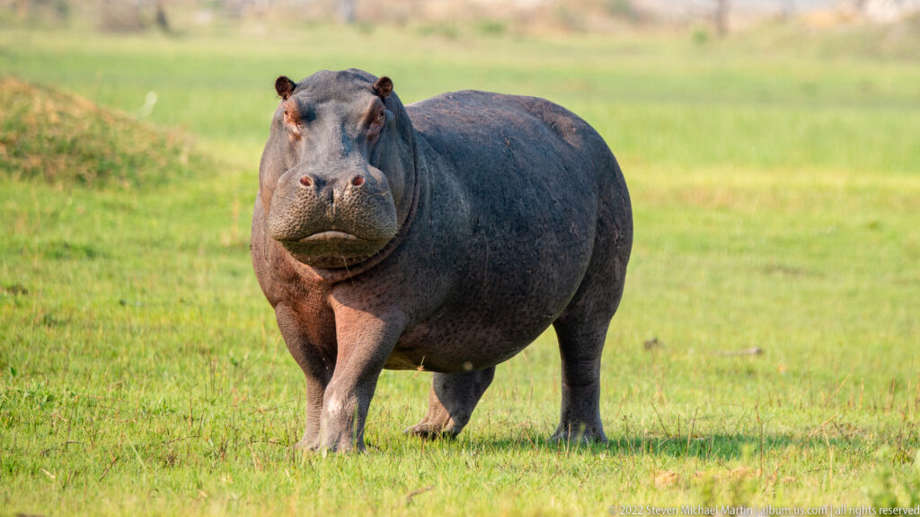 Common hippopotamus standing nearly front-on in short green grass under warm sunlight.