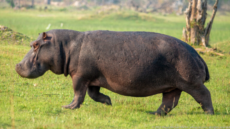 Side view of a common hippopotamus walking across green grass with one foreleg lifted.