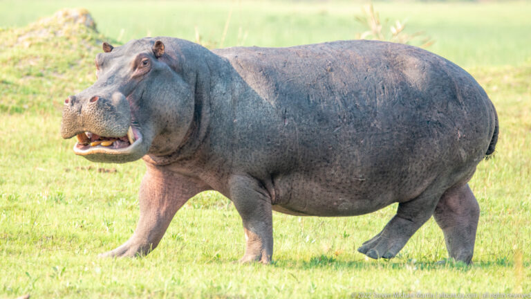 Side view of a walking hippopotamus with mouth partly open, showing teeth against bright green grass.