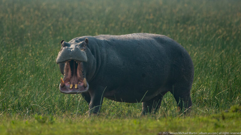 Front-facing hippopotamus standing in tall vegetation with jaws opened extremely wide and large teeth visible.
