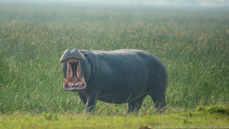 Hippopotamus beyond a grassy bank with mouth fully open, backed by a dense dark-green reed bed.