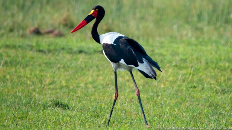 Saddle-billed stork walking across green grass, showing long legs and a red-and-black bill with yellow saddle.