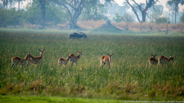 Several reddish antelope standing in tall floodplain grass with a hippopotamus distant near scattered trees.