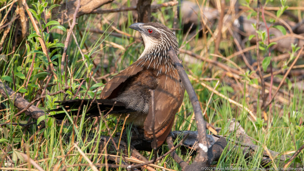 Long-tailed coucal with chestnut wings, streaked pale head and red eye standing among dense wetland vegetation.