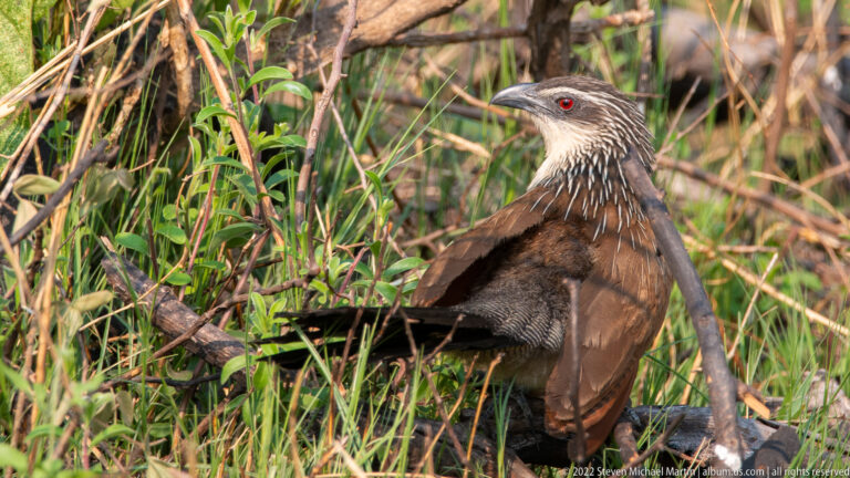 Close view of a red-eyed coucal with streaked neck and chestnut wings amid reeds and fallen stems.