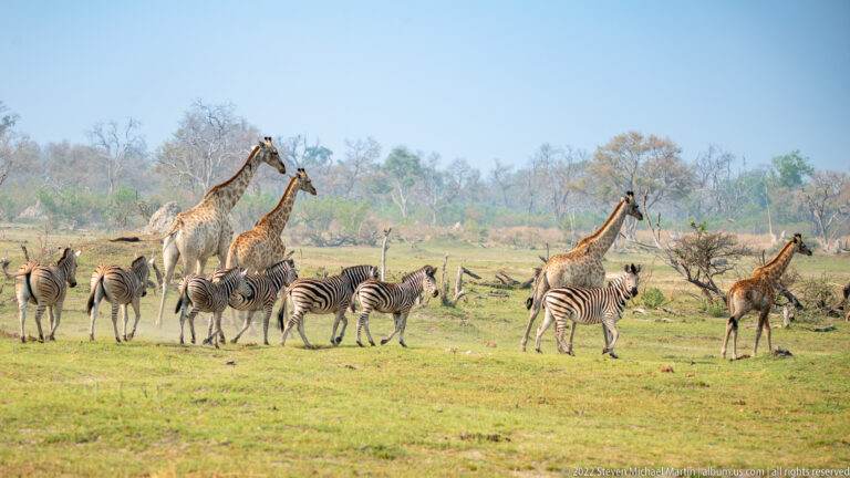 Group of plains zebras grazing in open grass with several giraffes standing and feeding behind them.