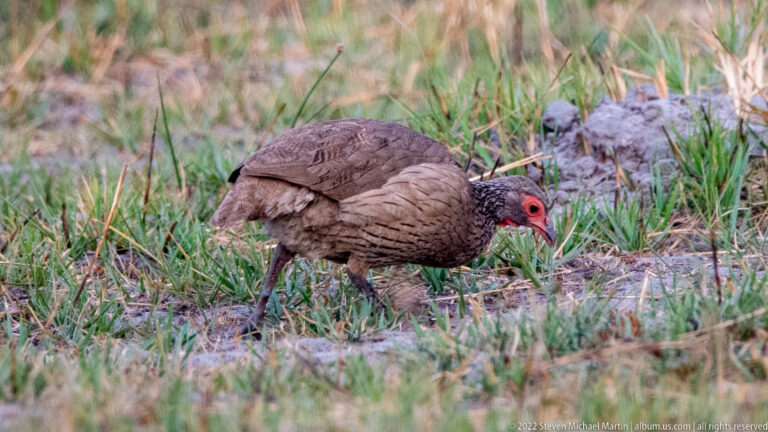 Brown spurfowl with a red facial patch walking through short grass and damp ground.