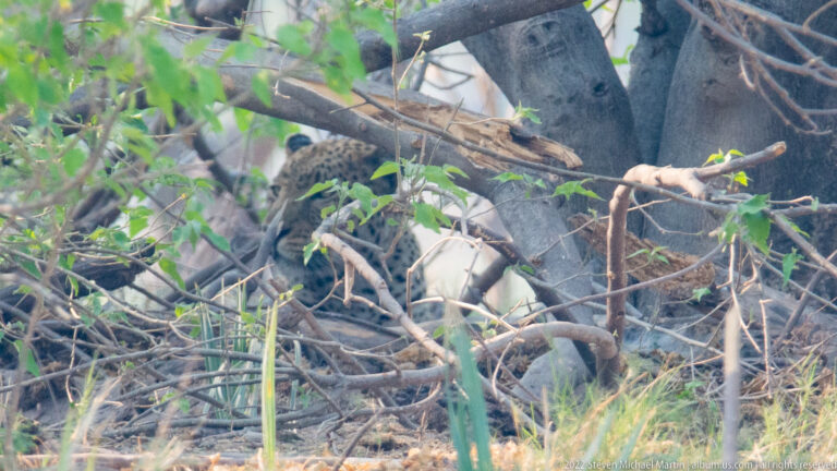 Partly hidden leopard resting in the fork of a leafy tree, its spotted coat visible through crossing branches.