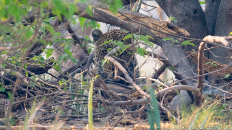 Leopard partly concealed among fallen branches and green woodland foliage on Chief’s Island.