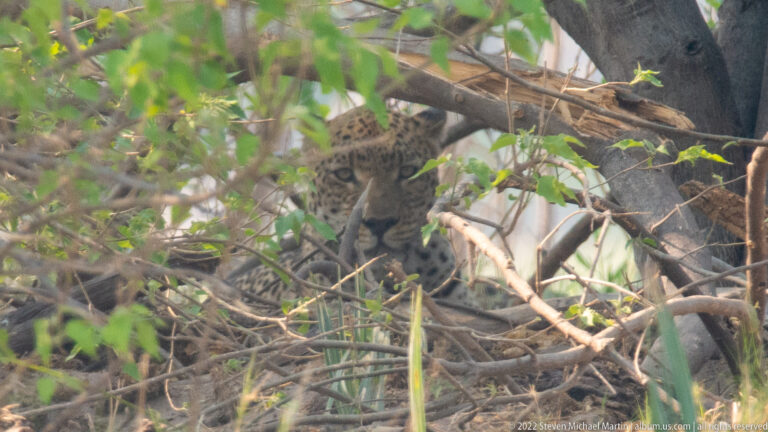 Front-facing leopard walking through dense branches and leafy cover.