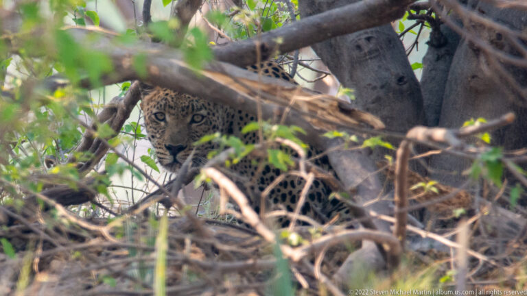 Leopard looking toward the camera from beneath a fallen trunk and branches.
