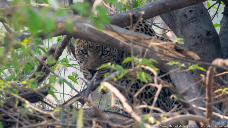 Close view of a leopard’s face peering through a tangle of woodland branches.