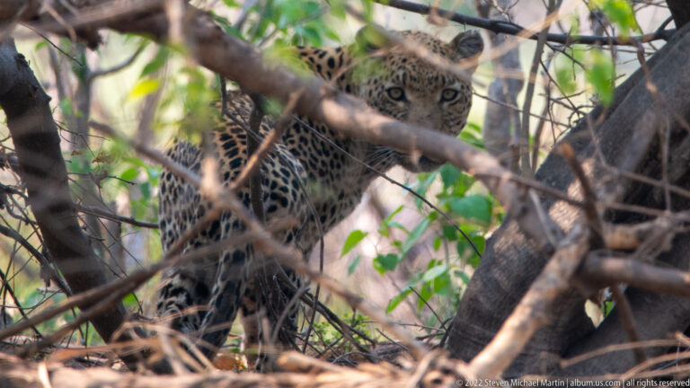 Leopard standing amid dense branches, with head, chest, and forelegs visible.