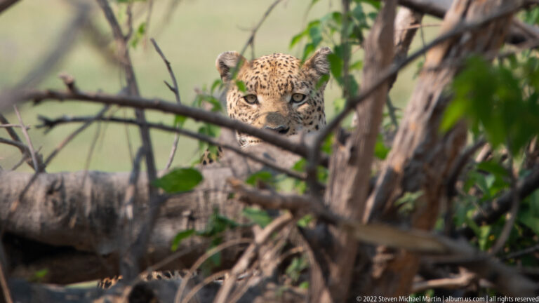 Leopard’s head peering over a fallen branch amid green vegetation.