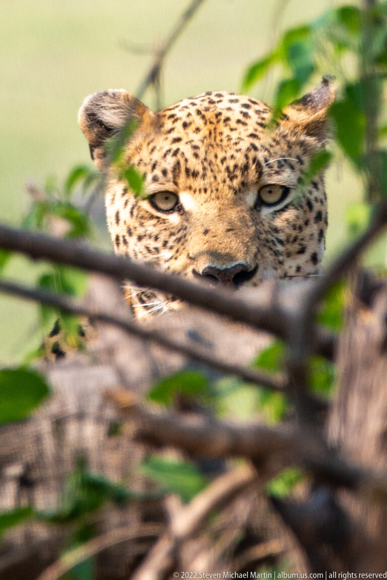 Close leopard face looking forward through blurred branches and leaves.