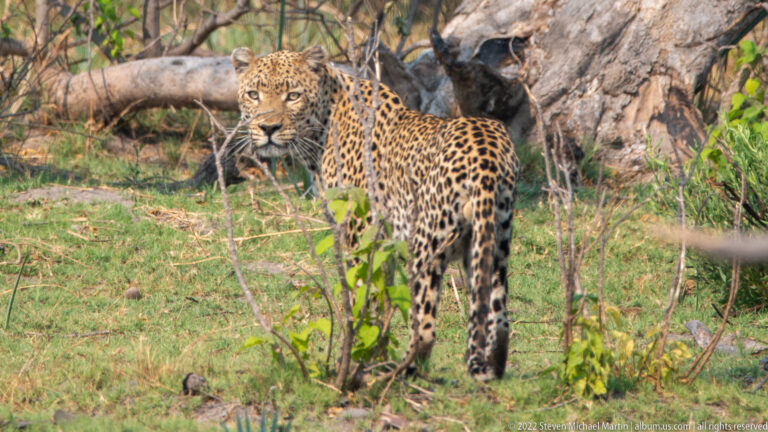 Full-bodied leopard standing on grass beside trees and looking toward the camera.