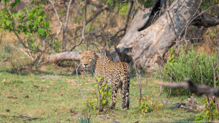 Leopard standing in a grassy woodland clearing beneath a large tree.