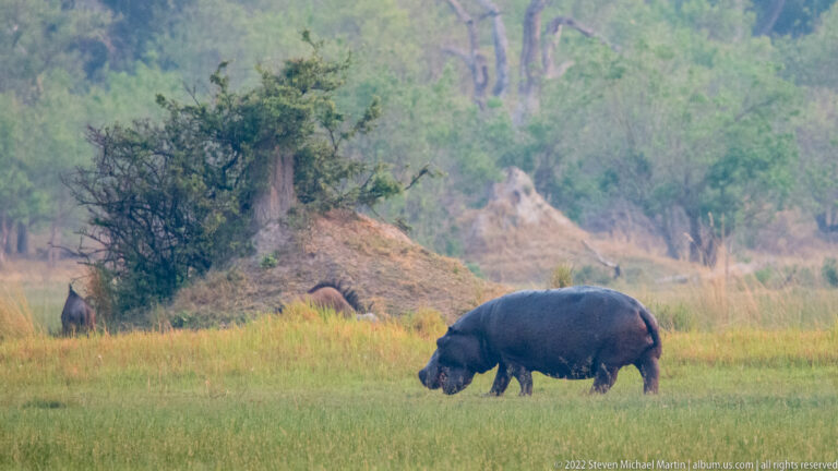 Hippopotamus grazing on green floodplain grass with a large termite mound and woodland behind.