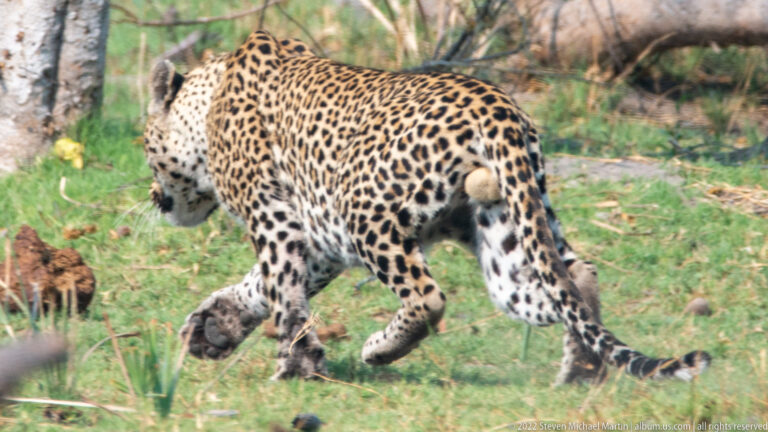 Leopard walking away across grass, showing its rosette-patterned back and long tail.