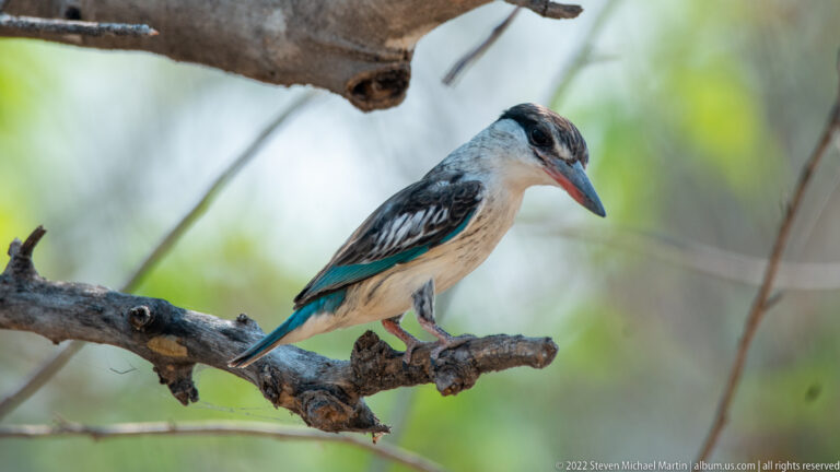 Woodland kingfisher perched sideways on a branch, showing turquoise-blue tail and long red-and-dark bill.