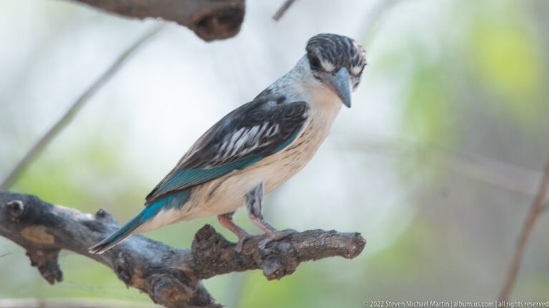 Woodland kingfisher looking downward from a horizontal branch with turquoise tail visible.
