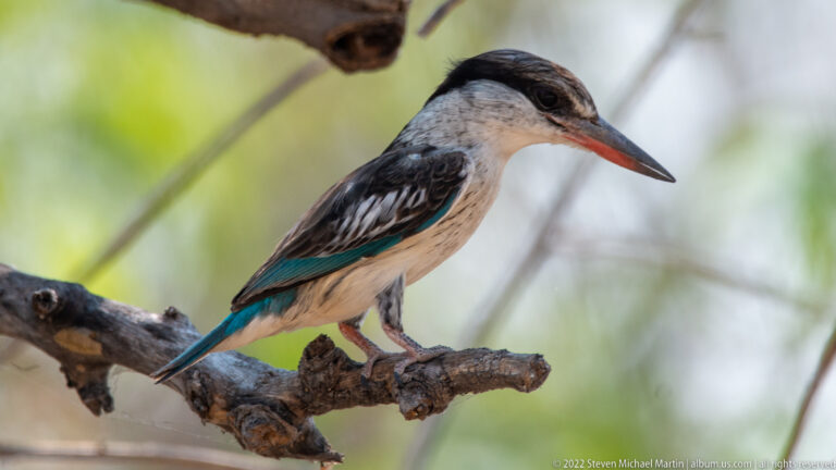 Side-profile woodland kingfisher perched on a branch with long bill and turquoise-blue tail.