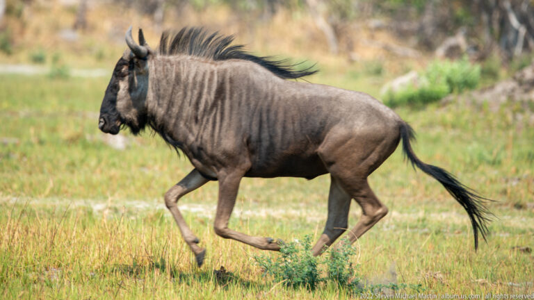 Blue wildebeest trotting in profile across grass with mane raised and one foreleg extended.