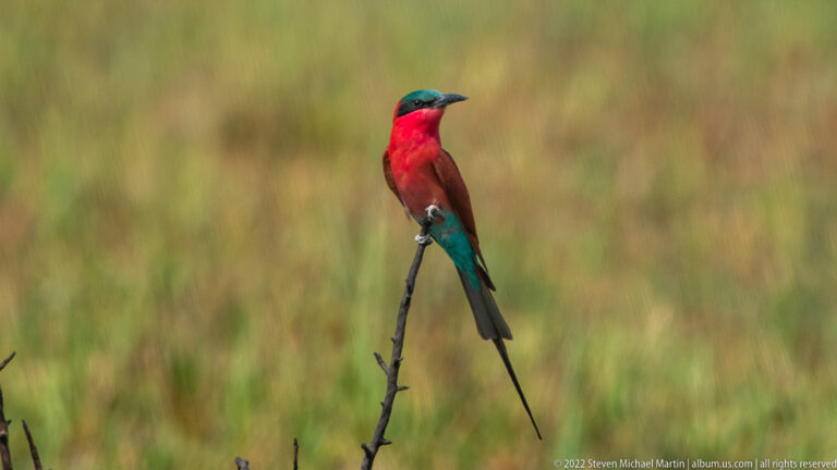 Southern carmine bee-eater perched on a thin stem, with red body, blue crown, and long tail streamers.