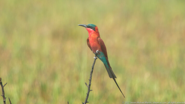 Southern carmine bee-eater perched upright against blurred grass, showing long tail streamers.