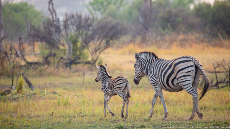 Adult plains zebra standing beside a smaller foal in dry grass and open woodland.