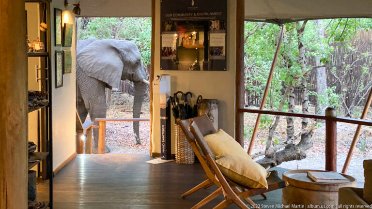 Elephant walking past the open end of a covered safari camp walkway with chairs and displays inside.