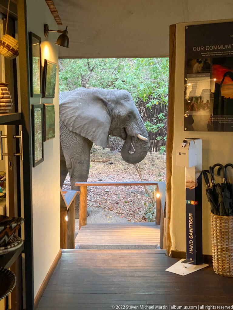 Elephant passing close outside an open safari camp entrance framed by interior walls.