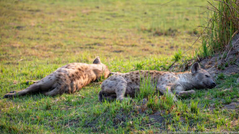 Two spotted hyenas lying side by side on grass beside a sandy bank.