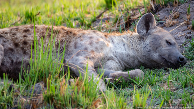 Close spotted hyena resting on grass with head down and eyes partly closed.